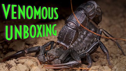 It's like Tarantula Tuesday, but with SCORPIONS!
My MOST VENOMOUS Unboxing EVER w/ @arachnidrarities

watch the NEW video her...