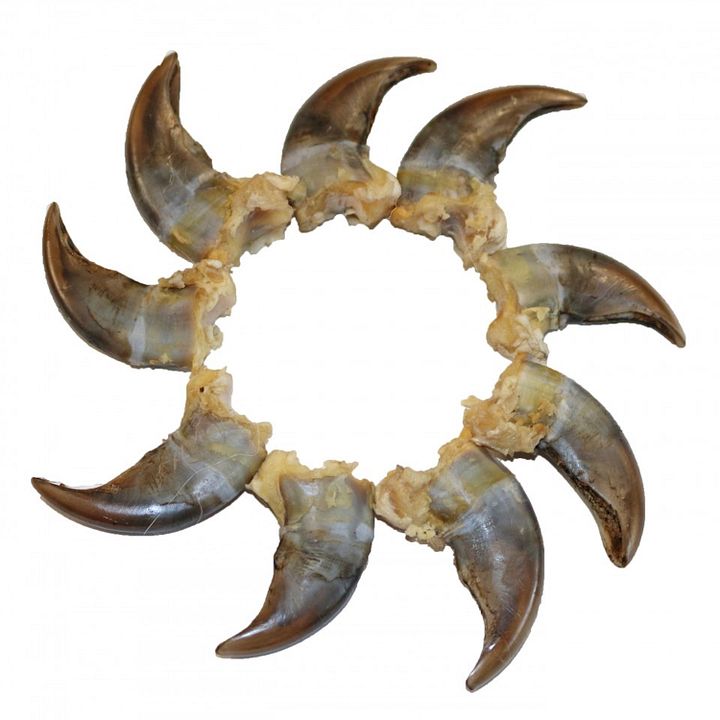 "Steel-Tipped Bear's Claw!" - Digital Album product image (2)