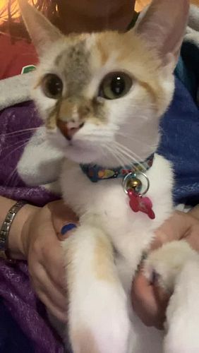 Grr.. this kitten lets us do anything and then gives more love after it lol #kitten #cat #catlover #cats_of_instagram #kittens