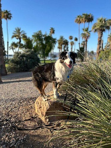 Early morning training session with Bandit. 

Great results for session #1! 

If you know, you know. 😀