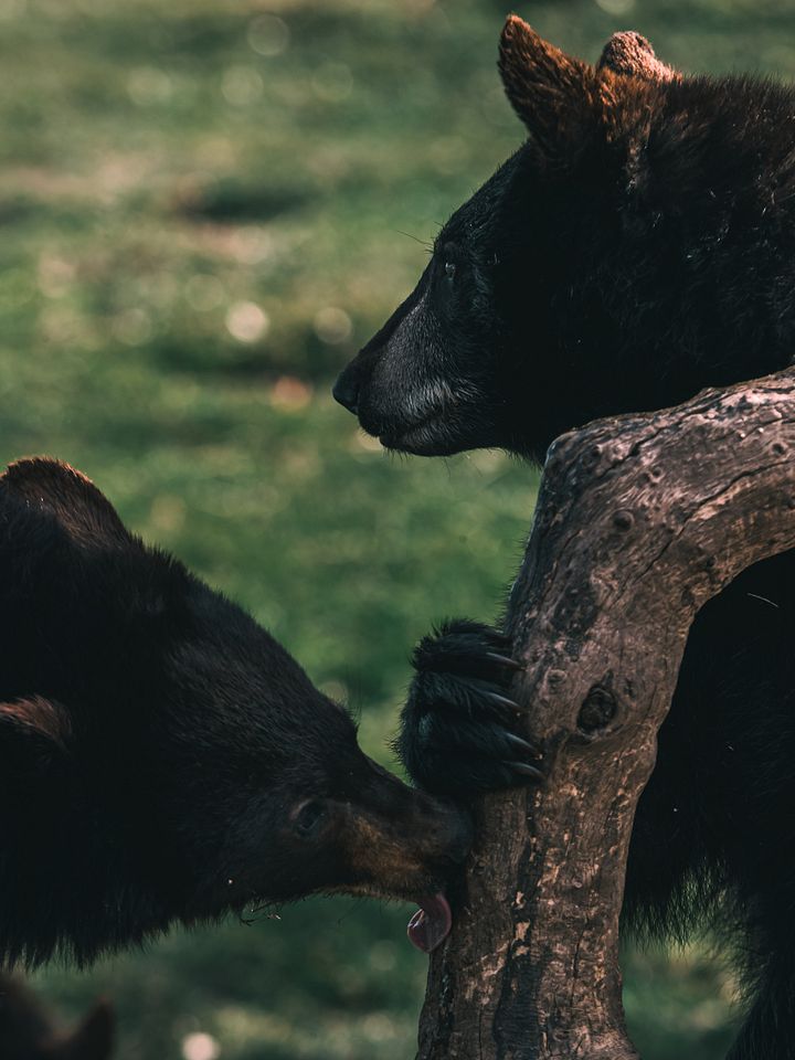 Bear With Me product image (1)