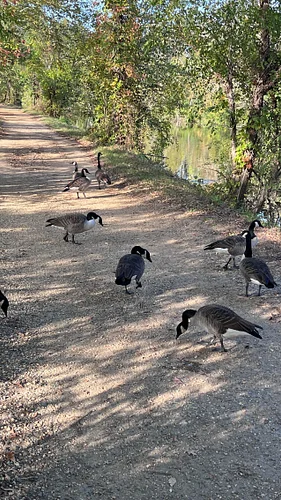 So what’s the etiquette here for geese on the gravel trails? Who has the right of way? What if they’re just chilling and givi...