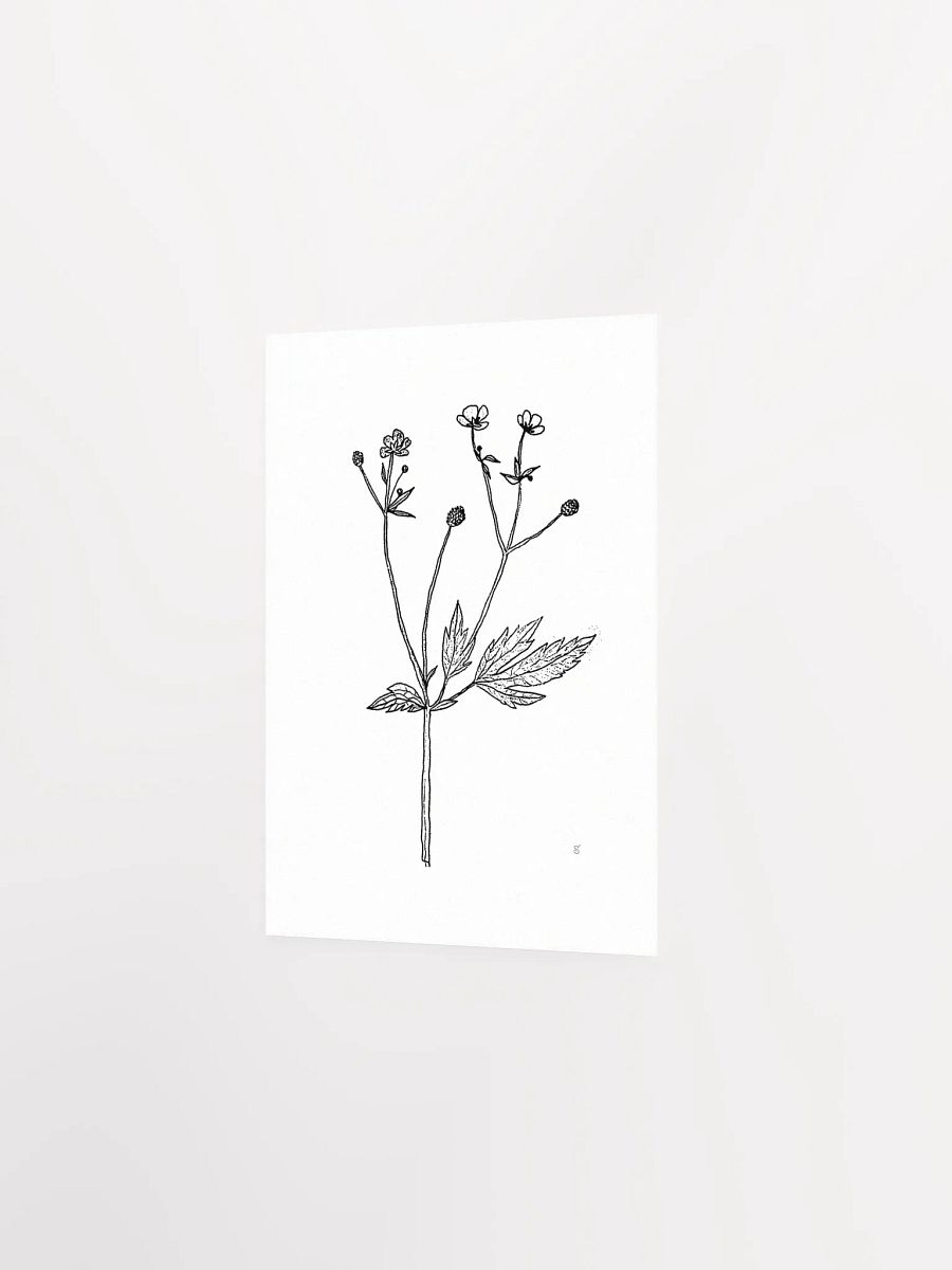 Botanical Beauty Poster - Wild Flowers product image (2)