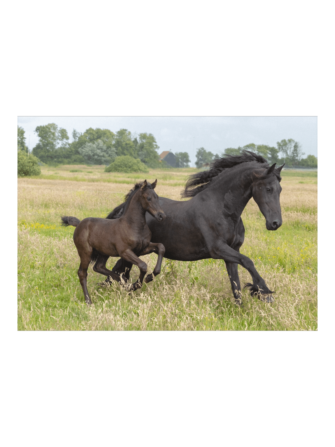 Saly & Elvis running product image (1)
