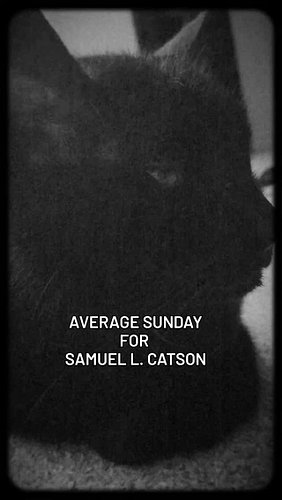 What does an average Sunday look like for you?

#cats #blackcats #catsofinstagram #bestcat #catson #pets #animals #chillin #c...