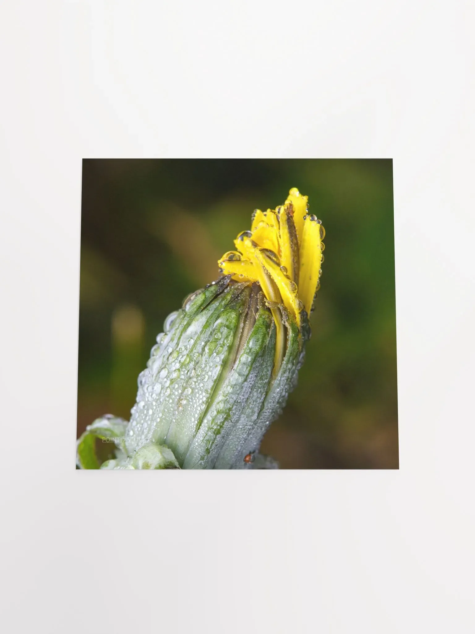 Dandelion #6 - Print product image (12)