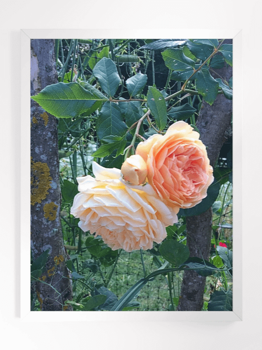 Orange Roses product image (1)