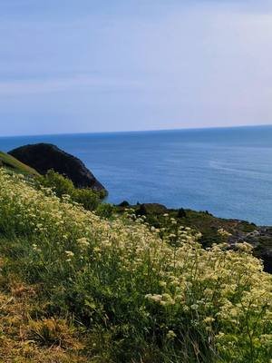 it's a pretty cool place to drink white Monster. #bilmuri #newfoundland #signalhill 