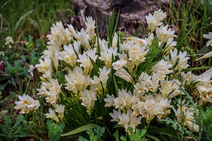 Fine Art – The Fragrance of Nobility 🌸 product image (1)