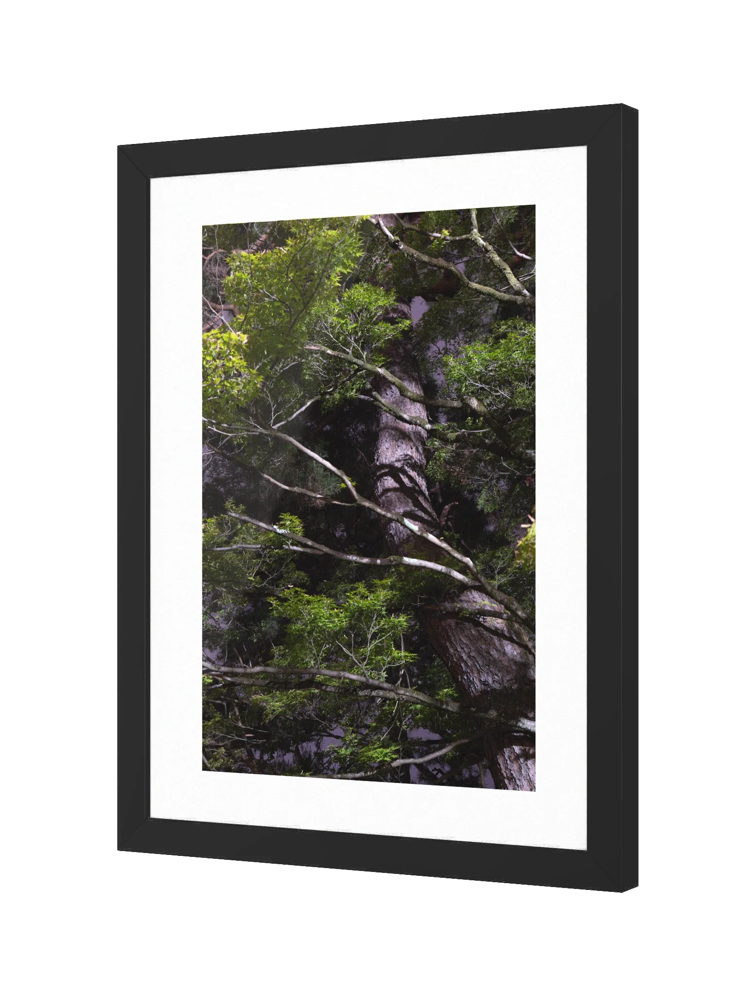 Dance of Maple and Pine / Kyoto at Night 🌙 product image (2)