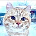 Smart Cats tv