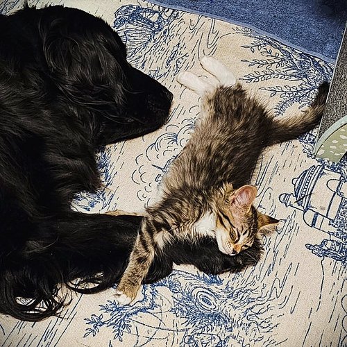 OMG, I absolutely cannot! 😭😭😭😭😭 #furryfriendsforever #catdog #dogsandcats #newfriends #sweetgirls #servicedogfamily