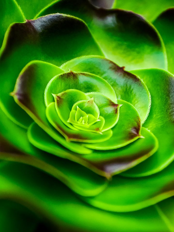 Succulent Close-Up product image (1)