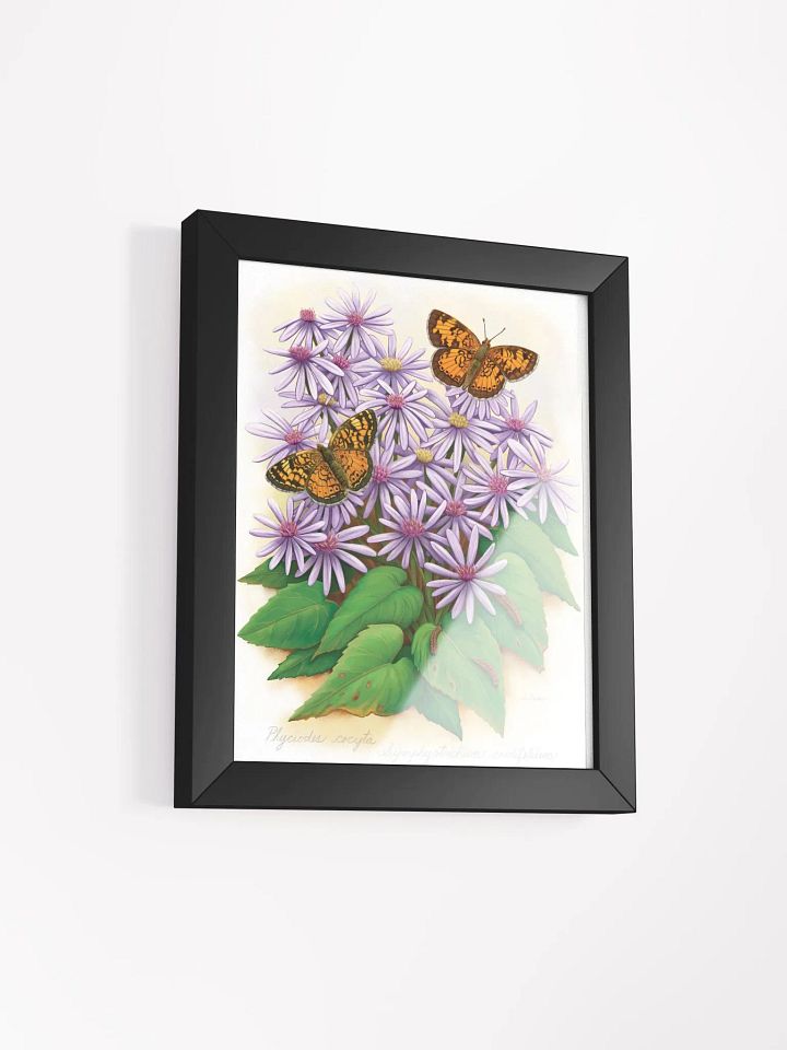 Northern Crescent Butterflies product image (16)