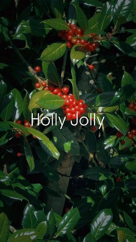 #HollyJolly #WalkEveryDay
