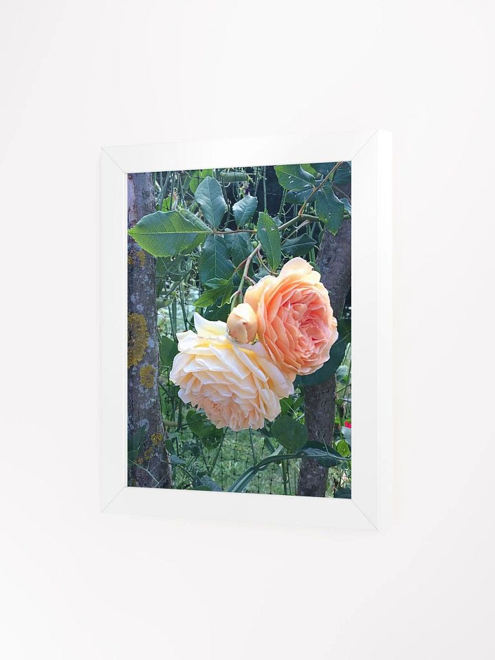 Orange Roses product image (2)