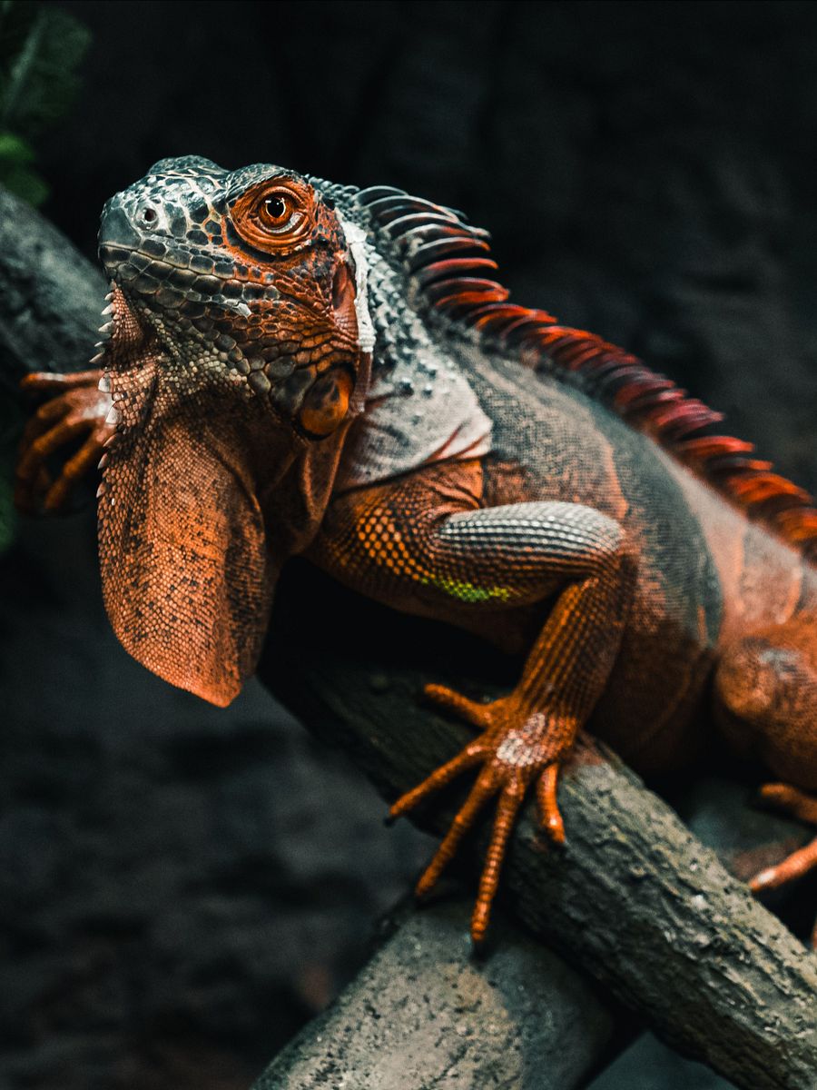Red Iguana product image (1)