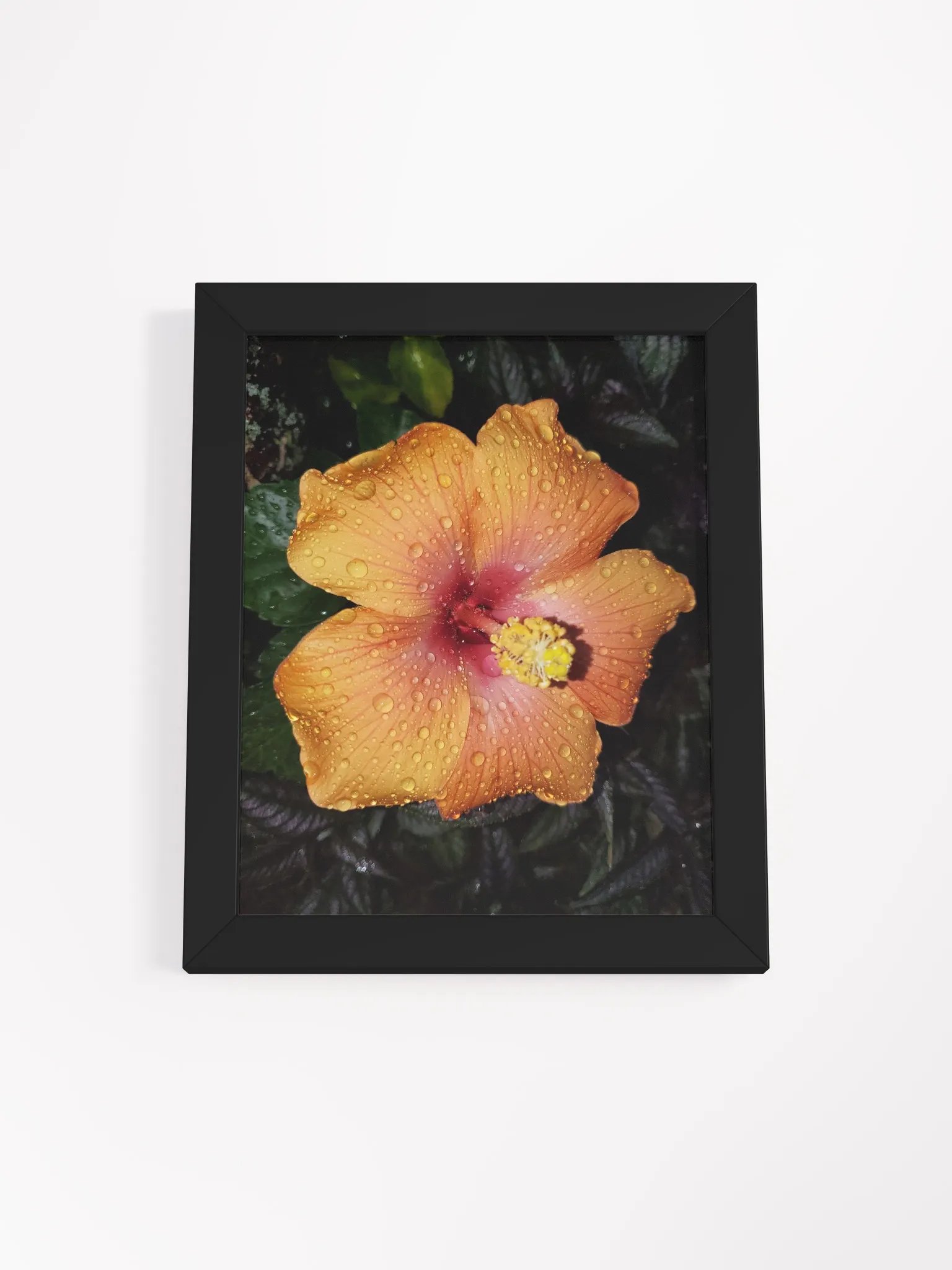 Rain Droplet Adorned Hibiscus Art Print product image (4)