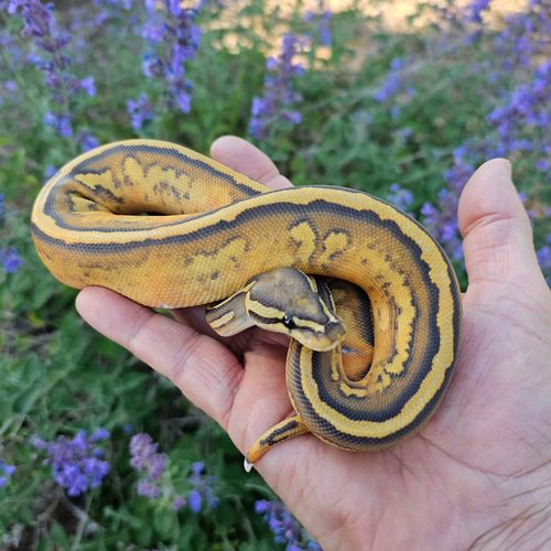 Drop an emoji If you love Ball Pythons 🐍💚 Whats your favorite Morph let us know in the comments!

🐍 #BallPythonLife
🐍 #Reptil...