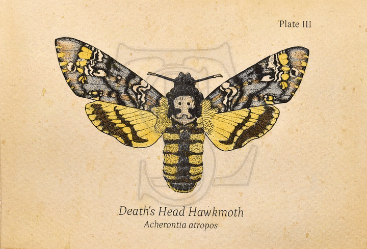 Death's Head Hawkmoth Giclée print (hand watercolored) product image (1)