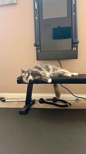 This makes weight training a bit challenging 😂 she LOVES being in the gym with me.