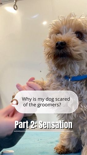 Sensations are the 2nd reason Grooming may feel scary for pets. Especially when they’re not used to them! 🫣

From the vibrati...