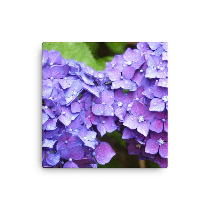 Hydrangeas product image (1)