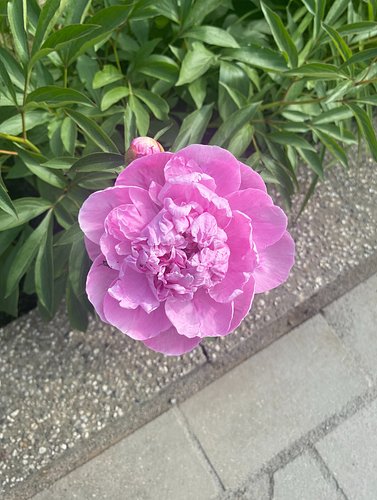 Peonies are so pretty, shame they don’t bloom for long.

Tags:
#flowers #flower #peony #photographer #aesthetic #pink #garden...