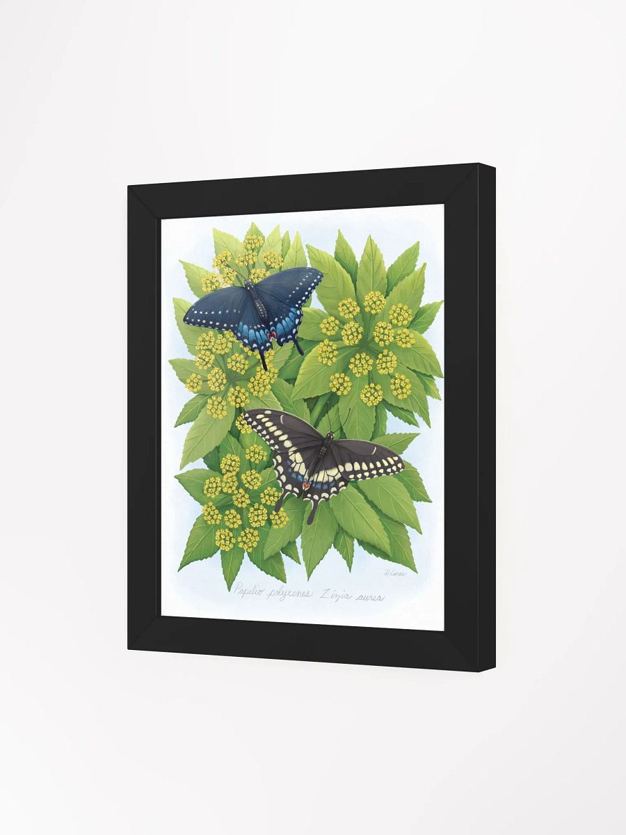 Black Swallowtails product image (34)