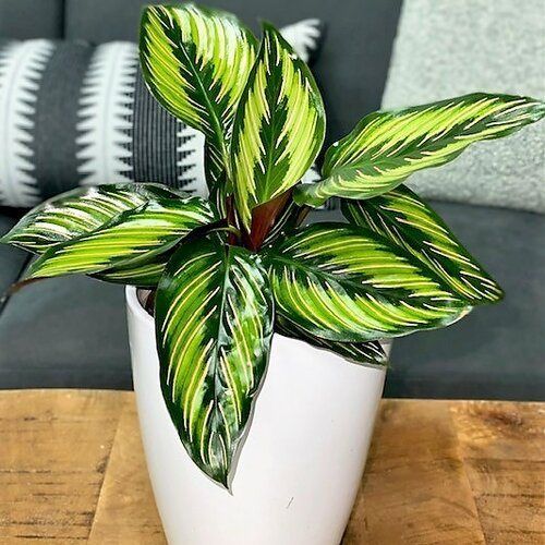 Plants for sale product image (1)