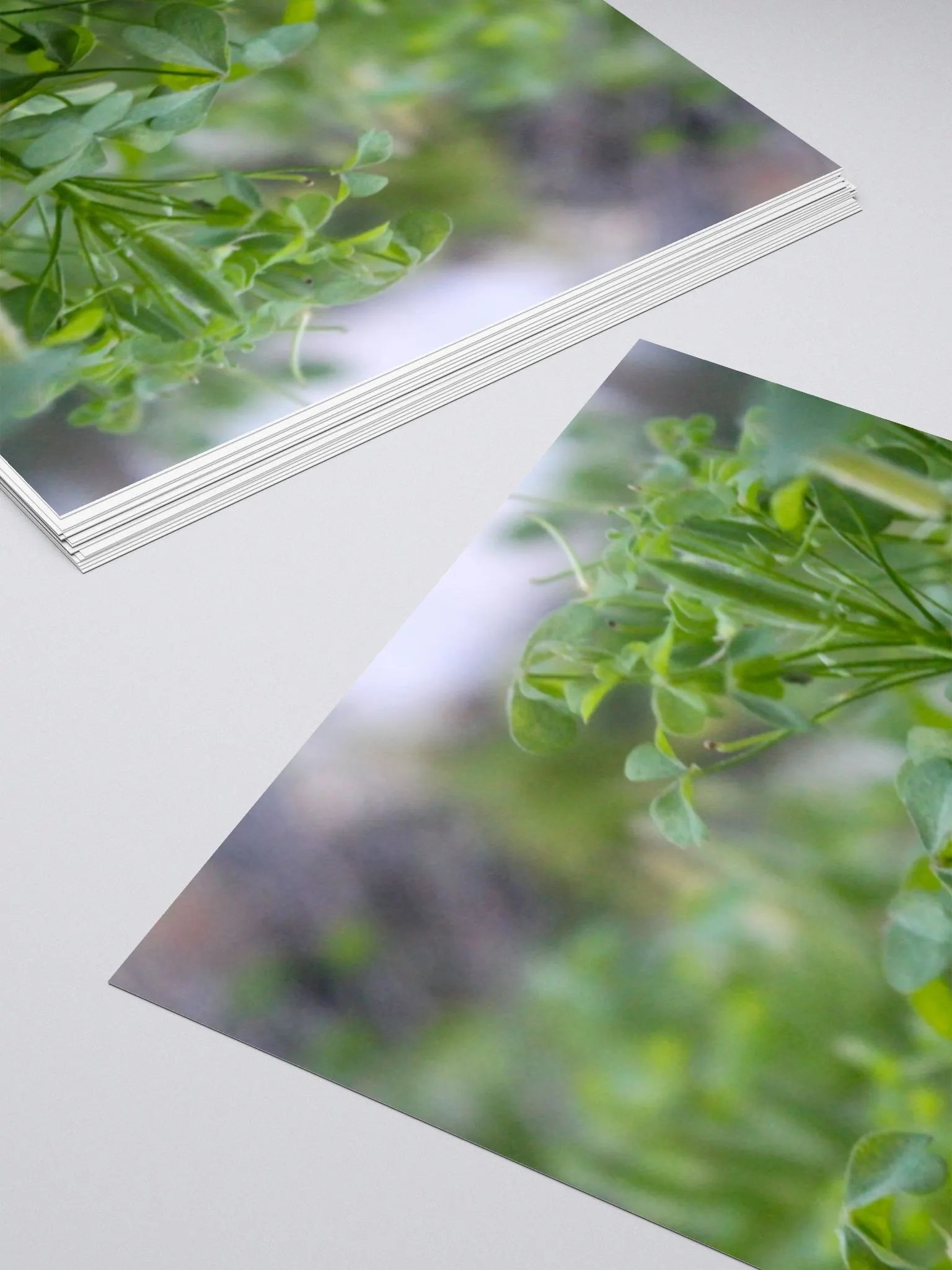 A Study in Flowers 7 - sticker version product image (12)