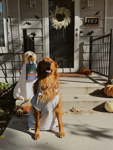 house elf coopy is a big fan of socks 🧦