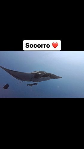 Giant mantas in Socorro with @diveworldaustin @nautilus_liveaboards @goplaces.ocean 

#socorro #nautilusliveaboards #manta #m...