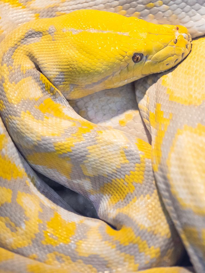 Albino Reticulated Python Top-Down product image (1)