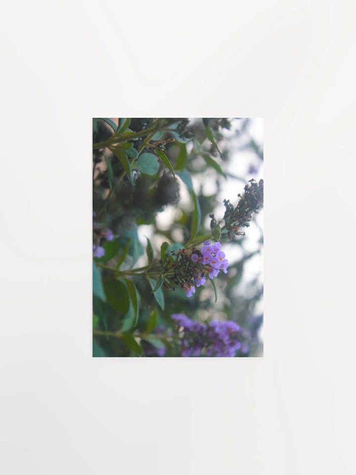 A Study in Flowers 5 product image (3)