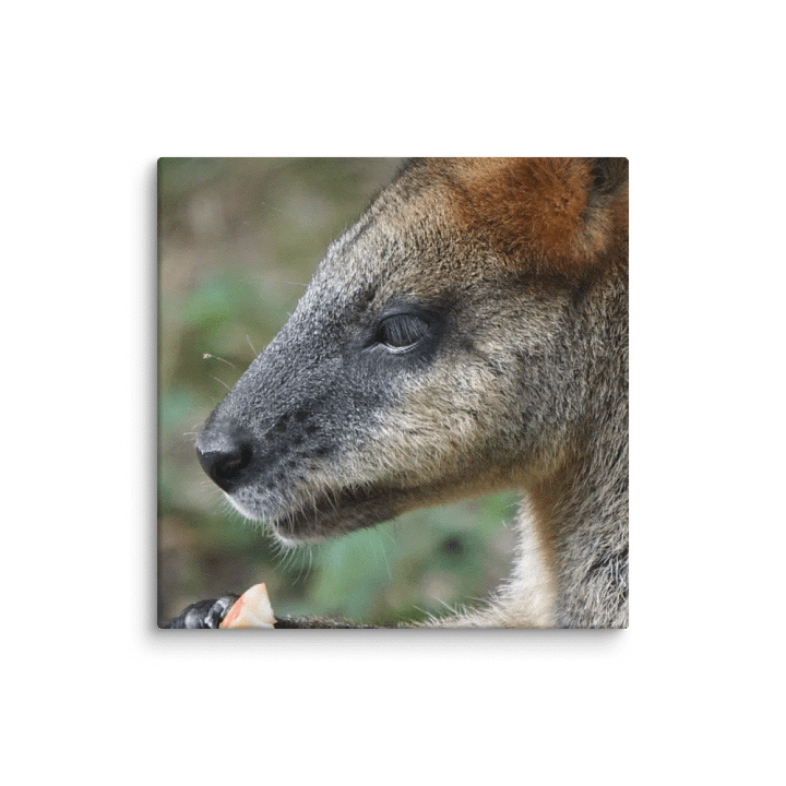 Kangaroo Canvas product image (1)