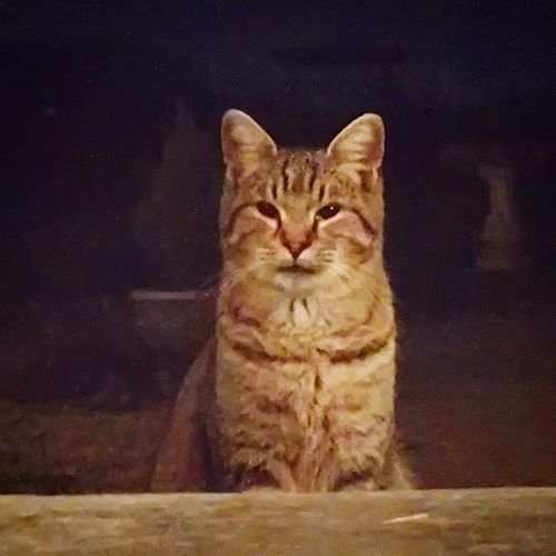 Fred

#cats