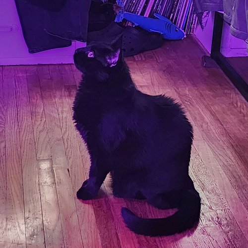 Rare Bear appreciation post. 
How did I obtain such a handsome gentleman?