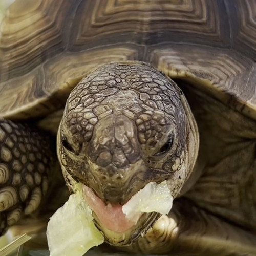 Tortoise ASMR 🎤

** Push Pop the Sulcata Tortoise is an Alveus Educational Ambassador. Not a pet **

#alveussanctuary #animal...