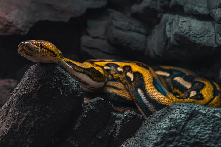 Tiger Reticulated Python product image (1)