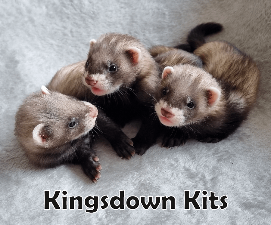 Kingsdown Kits PhotoBook - Worldwide Delivery product image (1)