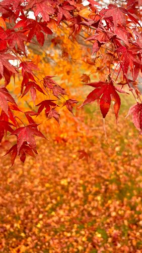 me when a hyperfixation drops 💀

and is it frankenstein related 90% of the time? yes 

#hyperfixated #hyperfixation #neurodiv...