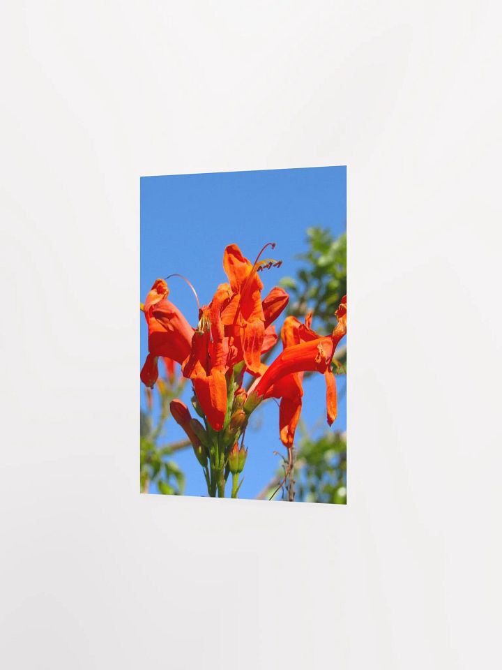 Cape Honeysuckle product image (21)