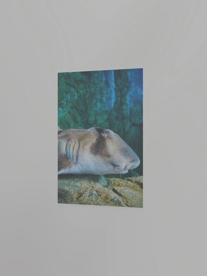 Japanese Bull-headed Shark product image (12)
