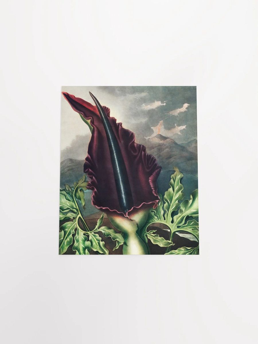 Majestic Maroon Flower Poster product image (4)