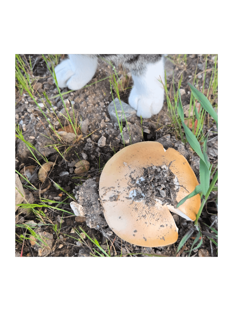 Paws and Shrooms Sticker Set product image (2)