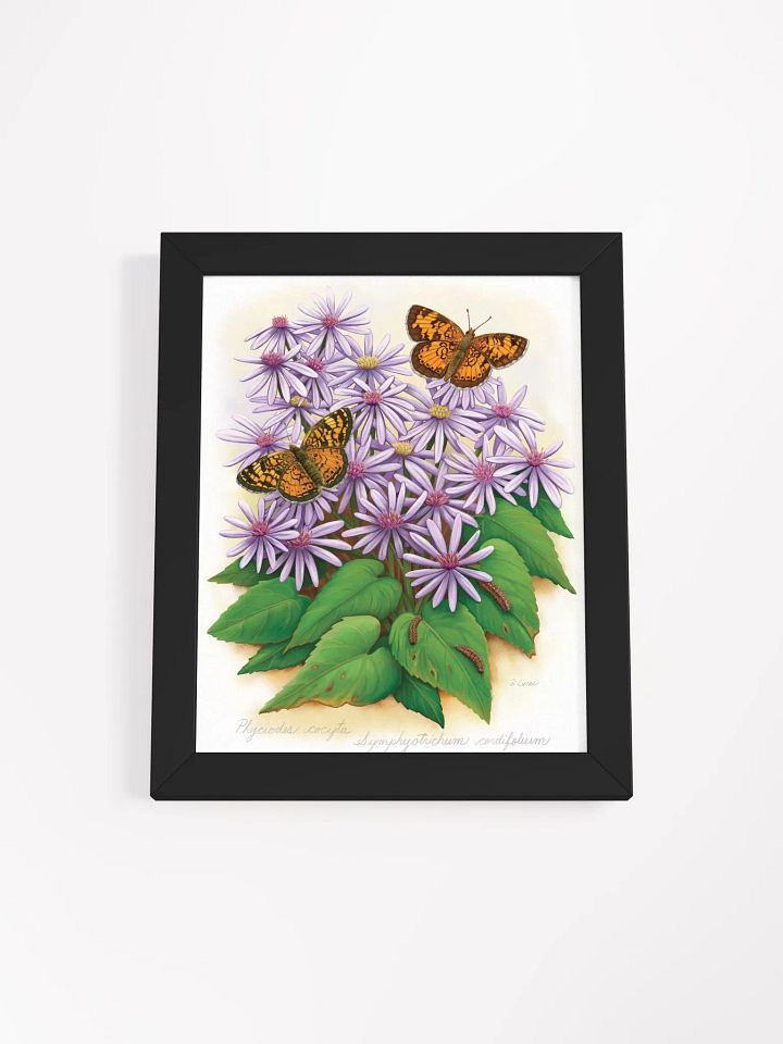 Northern Crescent Butterflies product image (6)