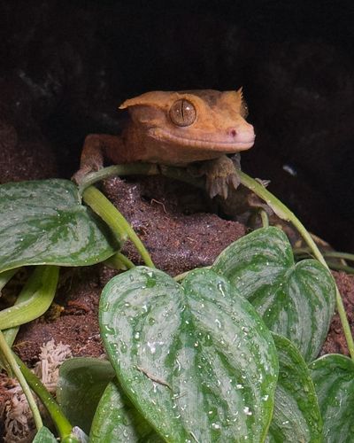 Viserion is enjoying his new bioactive enclosure 🥰 #crestedgecko #bioactive