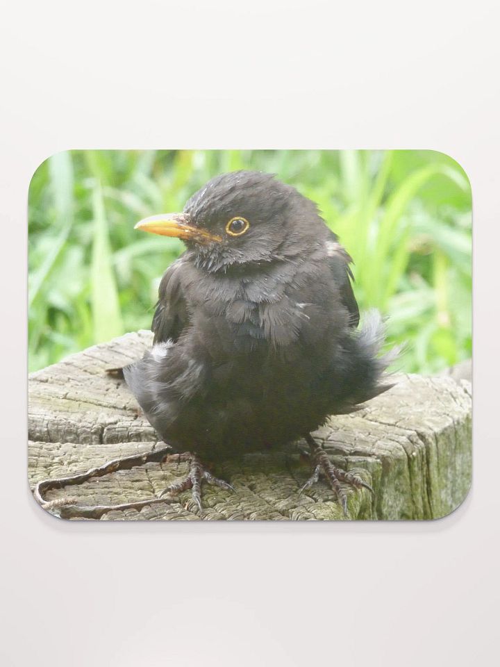 Classic Mouse Pad - The common blackbird #2 product image (2)