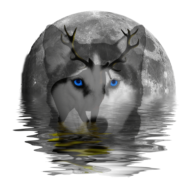 Husky Digital Design product image (1)